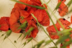 ARMONIA-DELL-INSIEME-De-Marinis-Antonella
