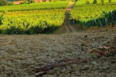 Dalla-nuda-terra-ai-frutti-del-lavoro-Marocchi-Eleonora